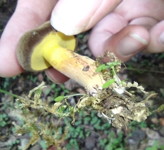 Boletus auripes