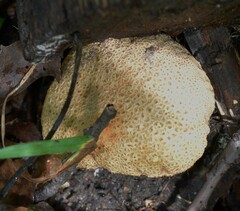 Scleroderma