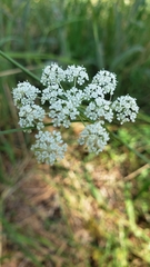 Perideridia gairdneri