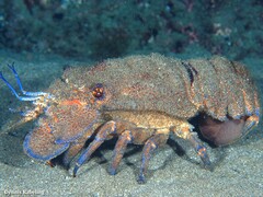 Scyllarides latus
