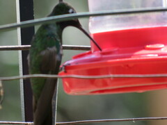 Eugenes fulgens