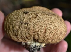 Scleroderma