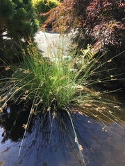Juncus effusus