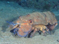 Scyllarides latus