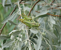 Heteracris pterosticha
