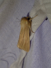 Mythimna
