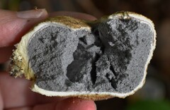 Scleroderma