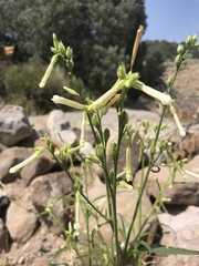 Nicotiana attenuata