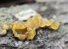 Myxarium nucleatum