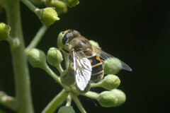 Eristalis arbustorum