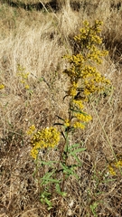 Solidago lepida