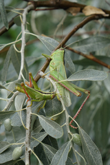 Heteracris pterosticha