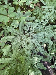 Adiantum pedatum