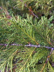 Cupressus nootkatensis