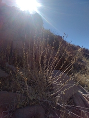 Malacothamnus fasciculatus