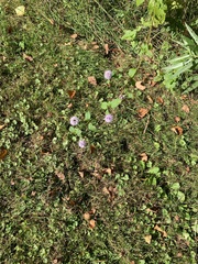 Mentha × piperita