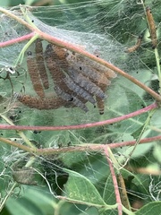 Saucrobotys futilalis