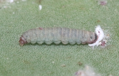 Laetilia dilatifasciella