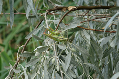 Heteracris pterosticha