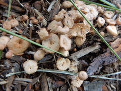 Agrocybe putaminum