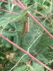 Saucrobotys futilalis