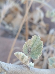 Malacothamnus fasciculatus