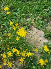 Crepis capillaris