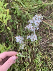 Symphyotrichum urophyllum
