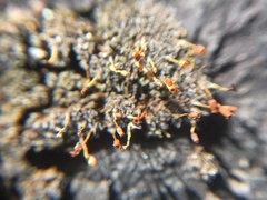 Amphidium lapponicum