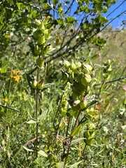 Rhinanthus minor