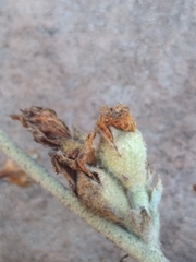 Malacothamnus fasciculatus