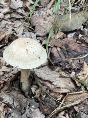 Leccinum holopus