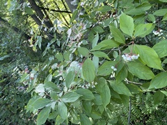 Cornus racemosa