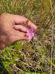Cosmos bipinnatus