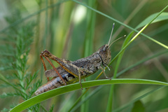 Gomphocerippus rufus