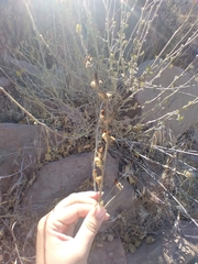 Malacothamnus fasciculatus