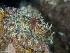 Octopus vulgaris