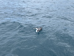 Phalacrocorax varius varius
