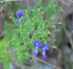 Trichostema dichotomum