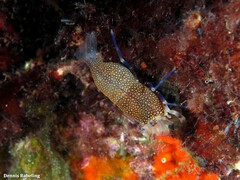 Gnathophyllum elegans