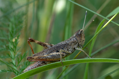 Gomphocerippus rufus