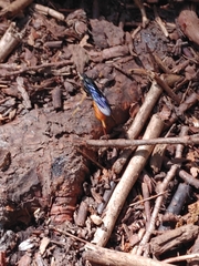 Urocerus cressoni