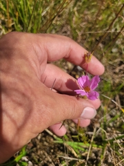 Cosmos bipinnatus