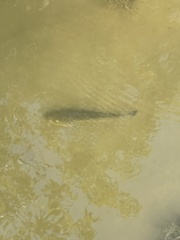 Micropterus salmoides