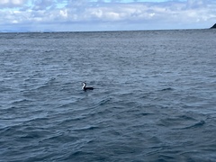 Phalacrocorax varius varius