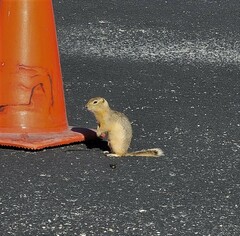 Urocitellus richardsonii