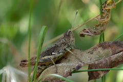 Gomphocerippus rufus