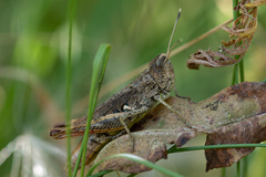 Gomphocerippus rufus