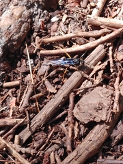 Urocerus cressoni