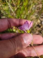 Cosmos bipinnatus